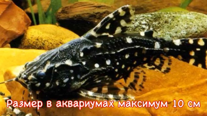 Сомик агамикс звездчатый