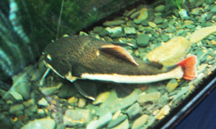 Sturisoma barbatum