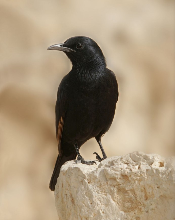 Grackle Bird