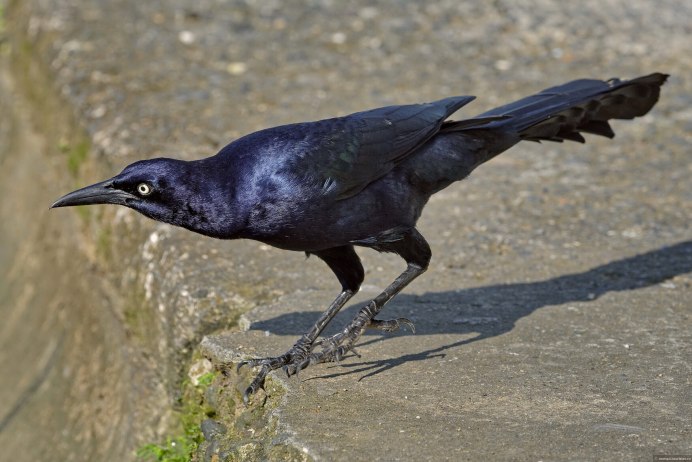 Quiscalus mexicanus