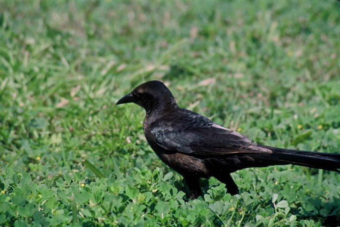 Quiscalus mexicanus