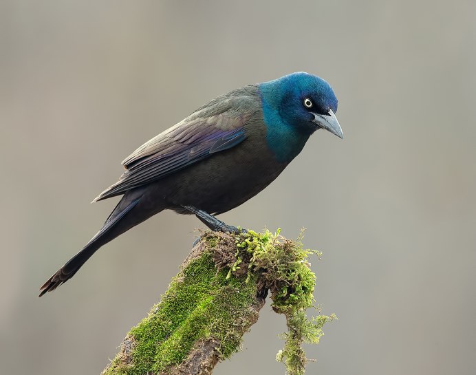 Common Grackle