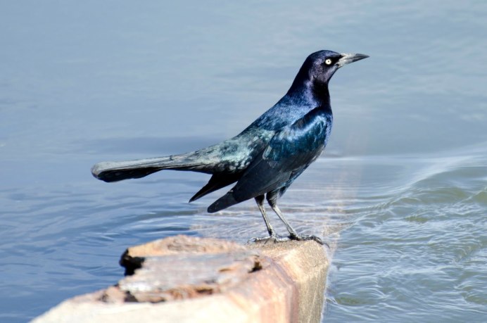 Quiscalus Major