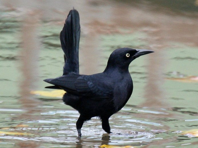 Quiscalus mexicanus