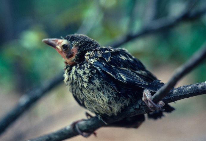 Grackle