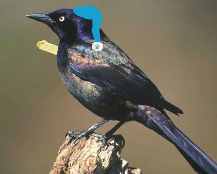 Boattailedgracklep Grackle переводчик