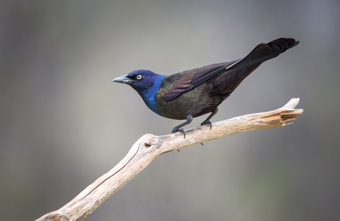 Common Grackle