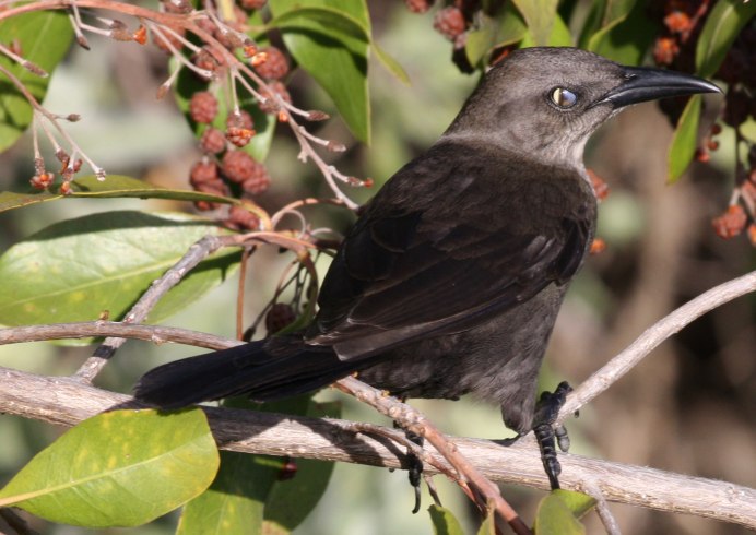 Common Grackle