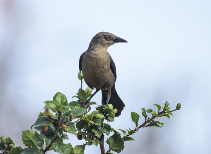 Common Grackle