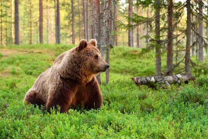 Северная Америка медведь Гризли