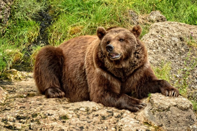 Ursus arctos horribilis