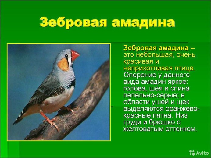 Амадин птица содержание