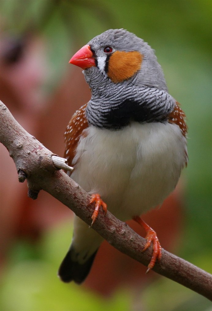 Зебровая амадина(Taeniopygia guttata)
