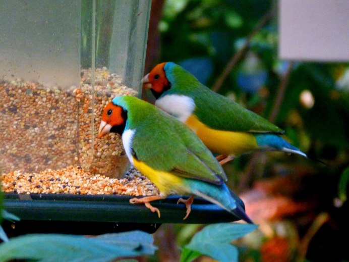 Gouldian Finch птица