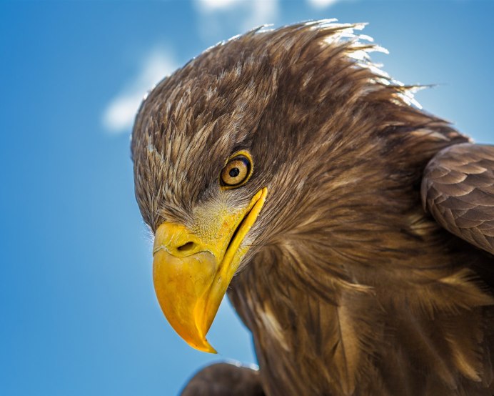 Птицы орёл Коршун Беркут Сокол