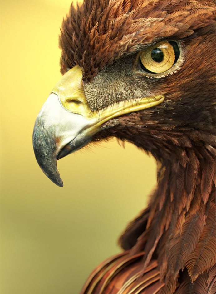 Беркут балобан