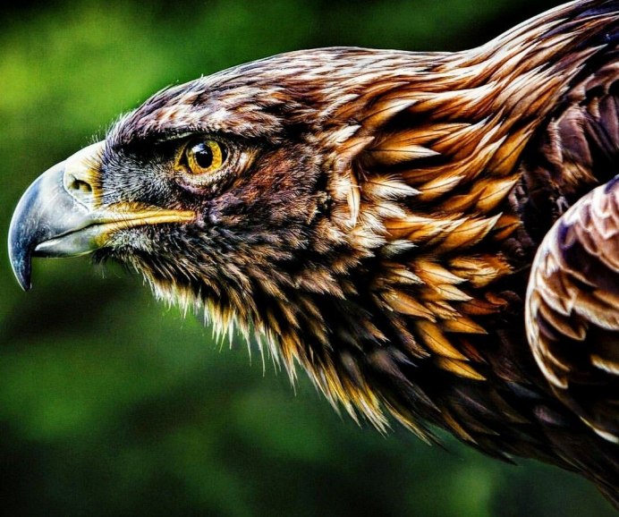 Орел Беркут