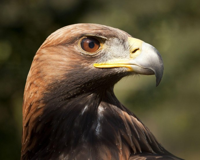 Взгляд хищной птицы