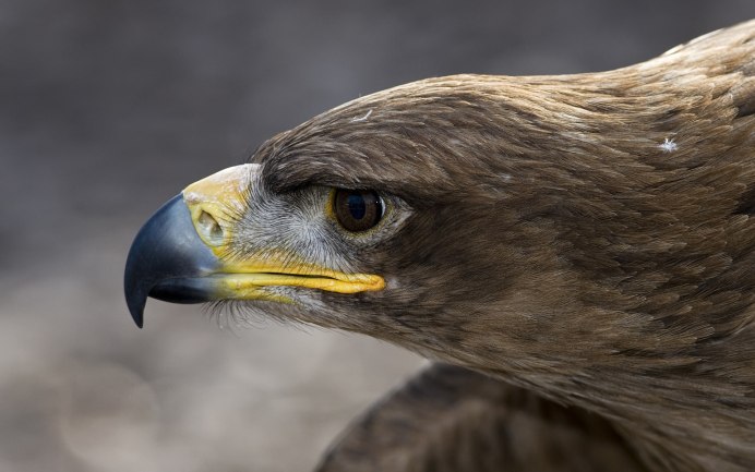 Ястреб Беркут , копчик