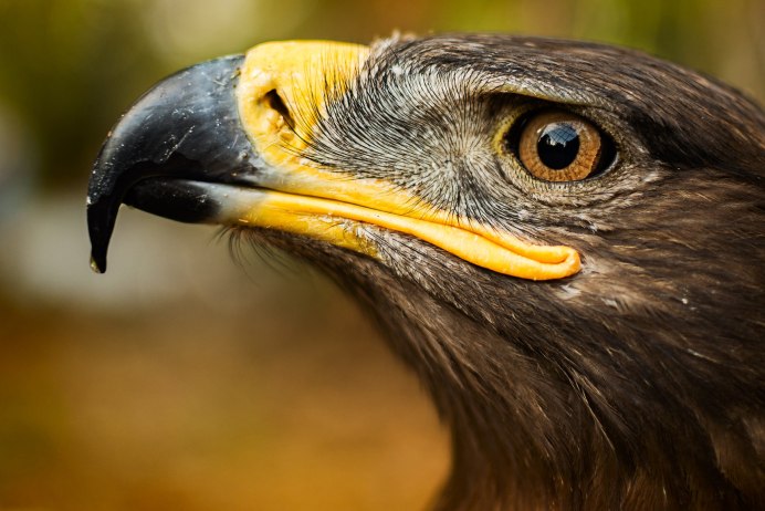 Орёл Сокол ястреб клювы