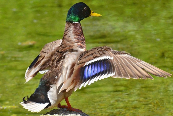 Mallard Trophy