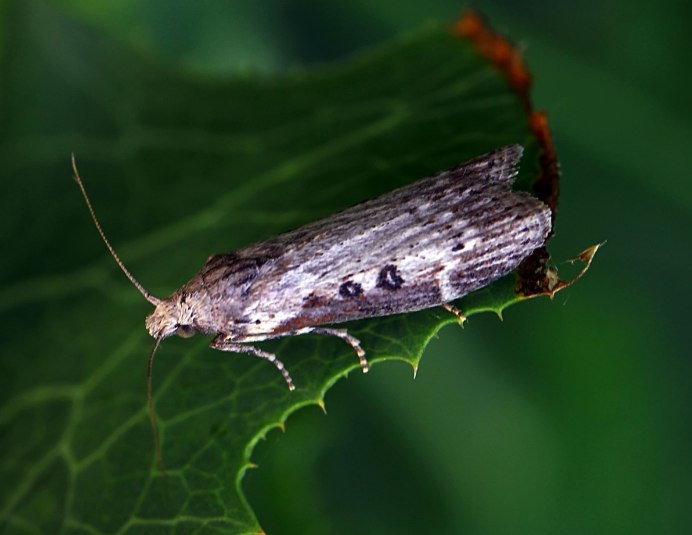 Pieris brassicae гусеница