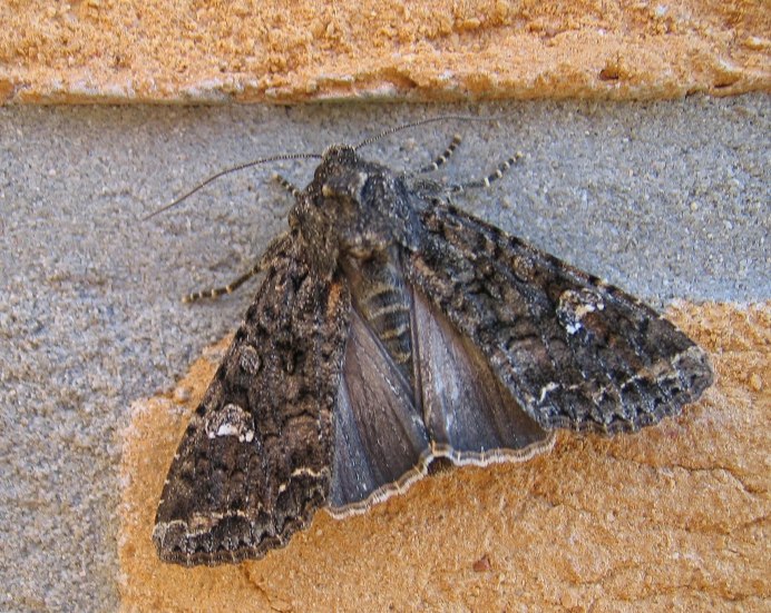 Euzophera Pinguis