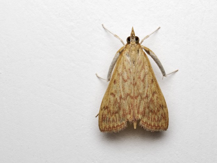Amphipyra pyramidea гусеница
