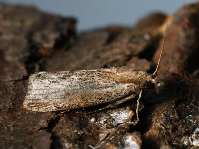 Evergestis forficalis