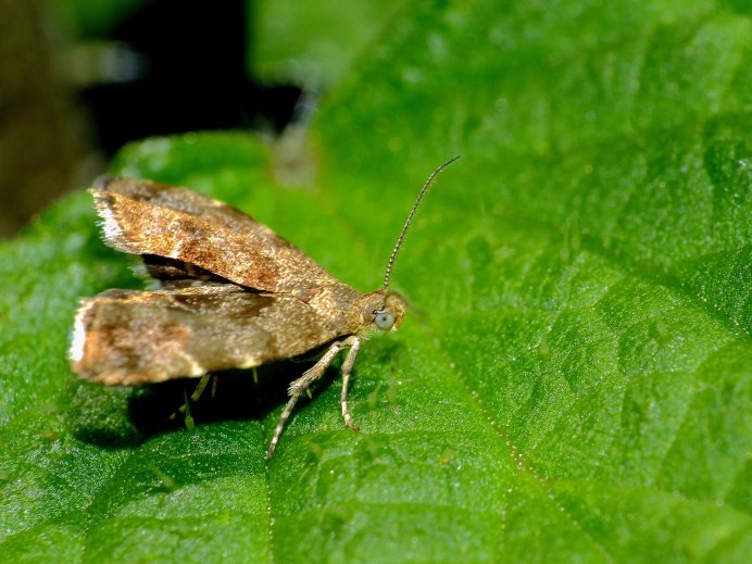 Hypena rostralis