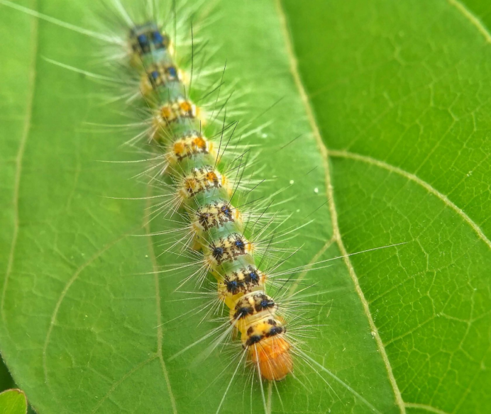 Огнёвки настоящие(Pyralidae)