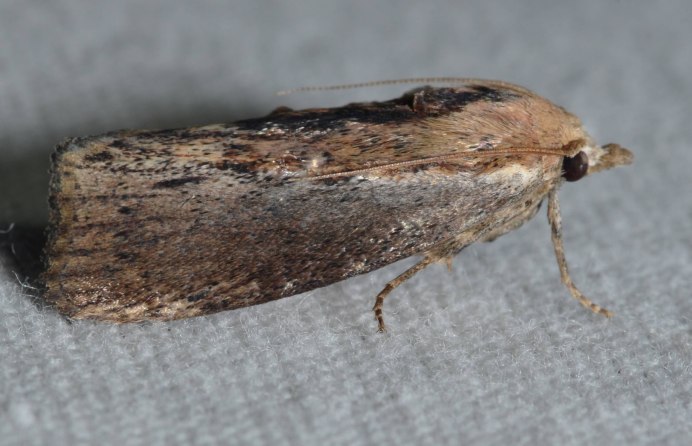Совка гамма Autographa Gamma