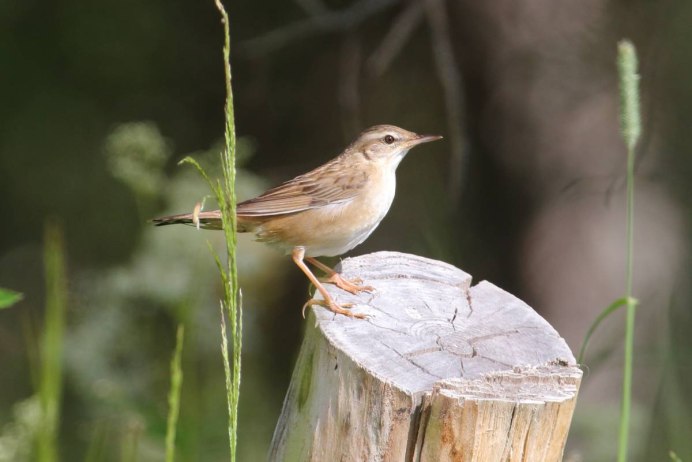 Горный конёк Anthus spinoletta