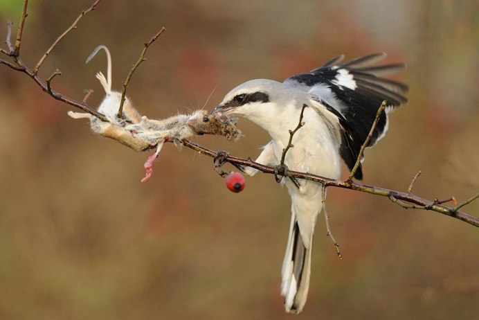 Горный конёк Anthus spinoletta