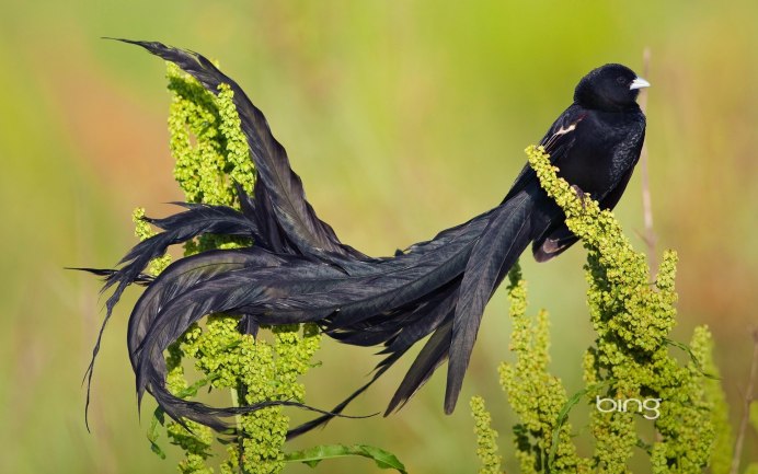 Coccyzus americanus