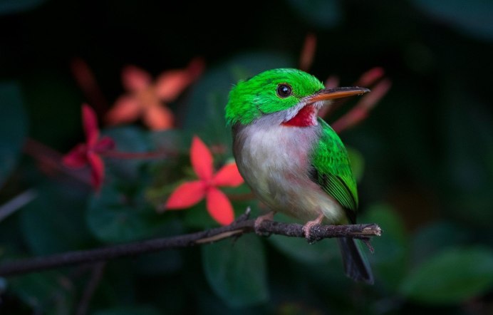 Chlorophonia cyanea