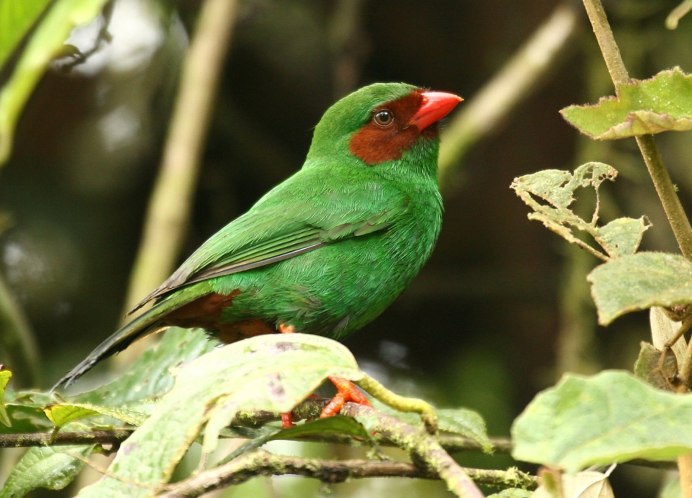 Chlorophanes Spiza