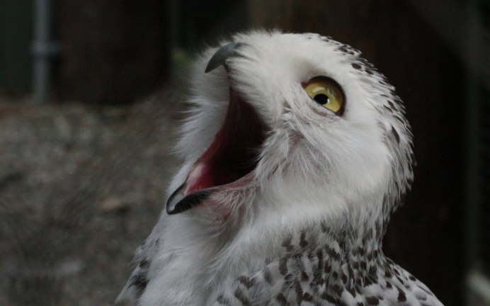 Новошотландский мохноногий Сыч