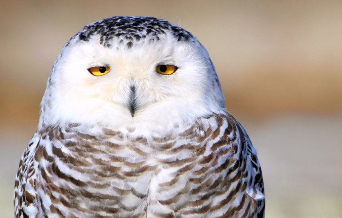 Полярная сипуха