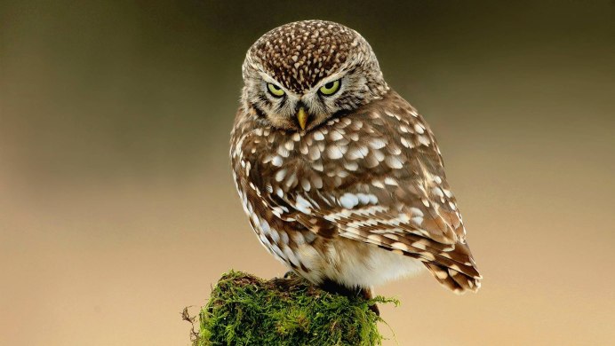 Домашняя Полярная Сова