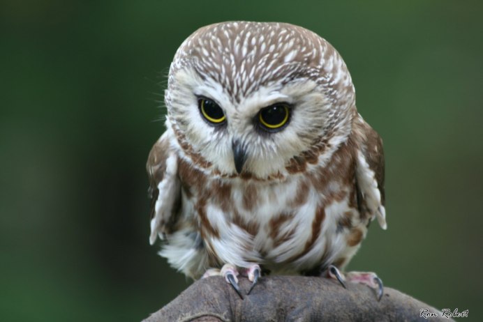 Сова Сыч альбинос