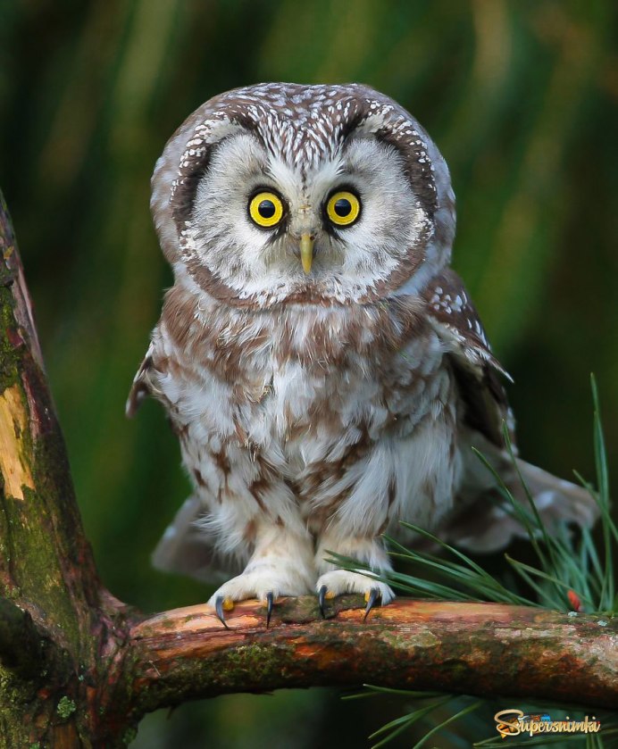 Удивленная птица