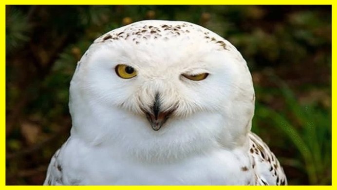 Ласковая Сова