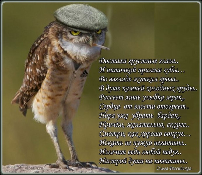 Полярная Сова и Филин