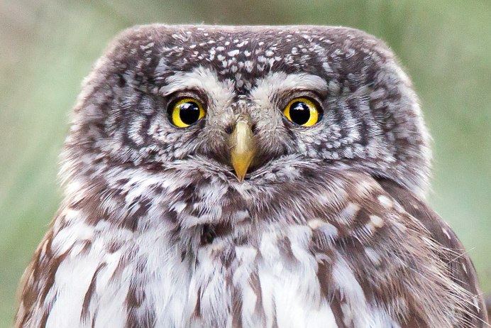 Полярный Сыч