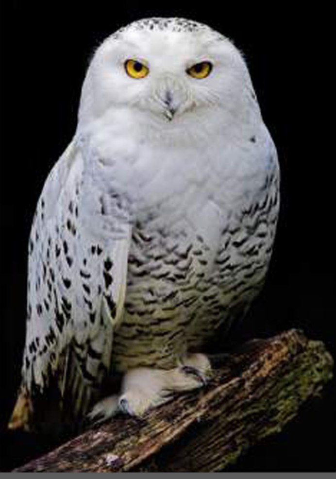 Сыч белый