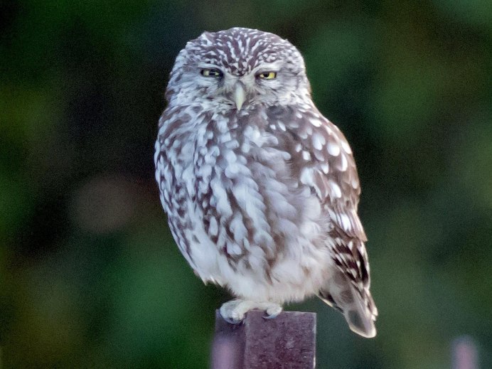 Птица предвестник смерти Сыч