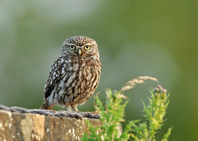 Альбинос Сыч птенец