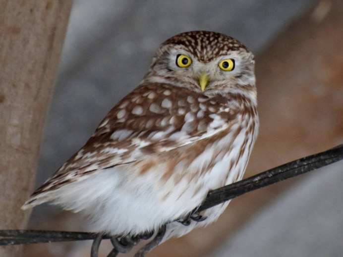 Смешные Совята