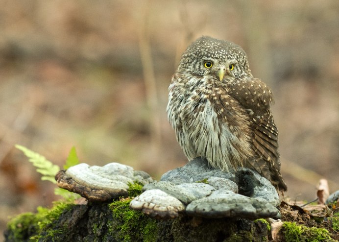 Сыч сплюшка